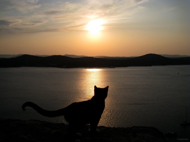 Silhouette of Cat — Black, Serene, Sunset, Photograph, Sea