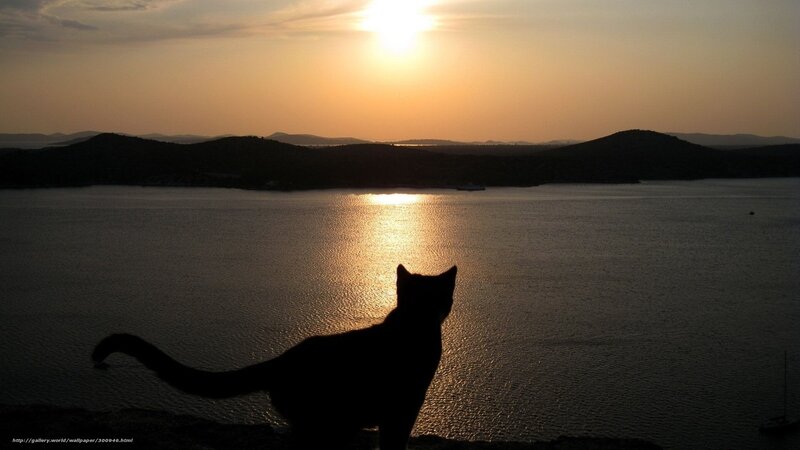 Silhouette of Cat — Black, Serene
