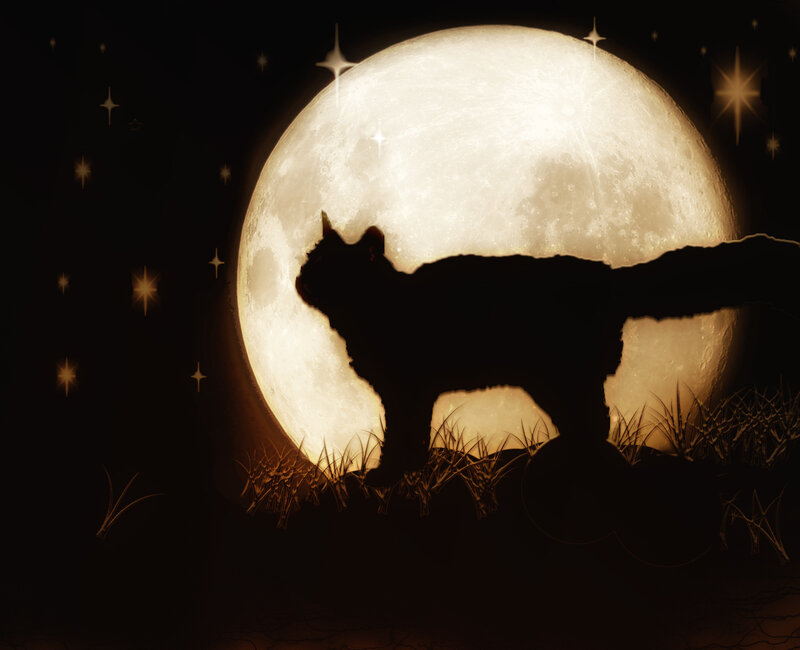 Silhouette of Cat — Black