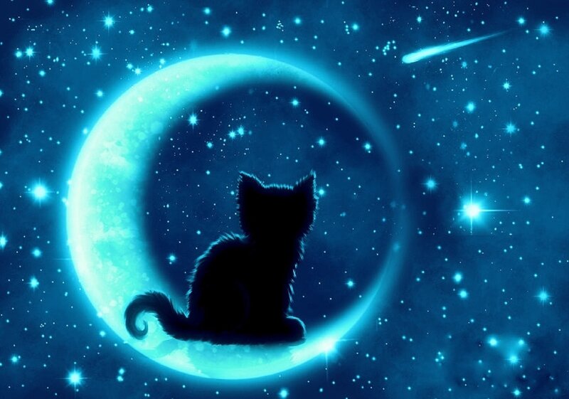 Silhouette of Cat on Moon