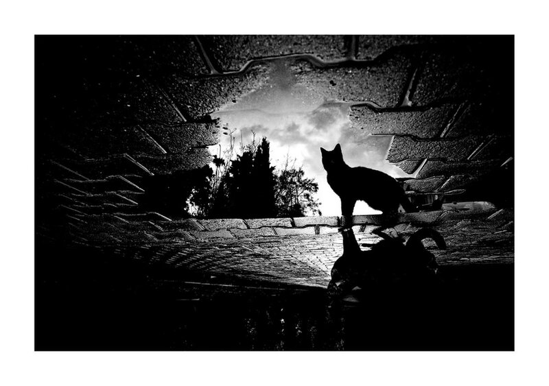 Silhouette of Cat on Pavement