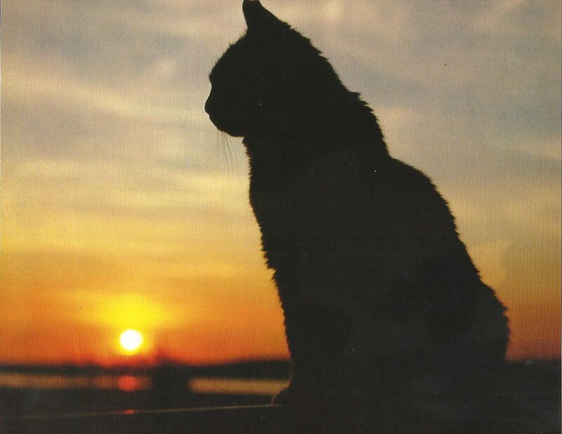 Silhouette of Cat — Orange