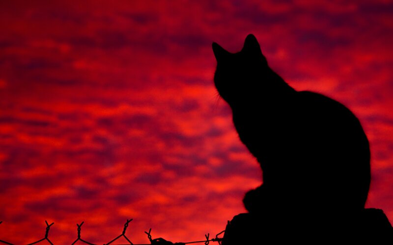 Silhouette of Cat — Red, Dramatic
