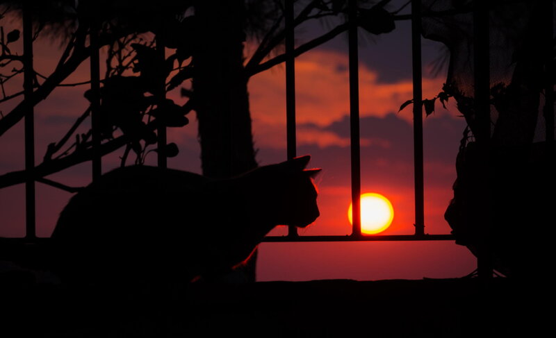 Silhouette of Cat — Red