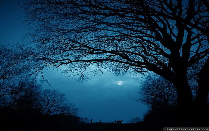 Silhouette of Cat under Moon