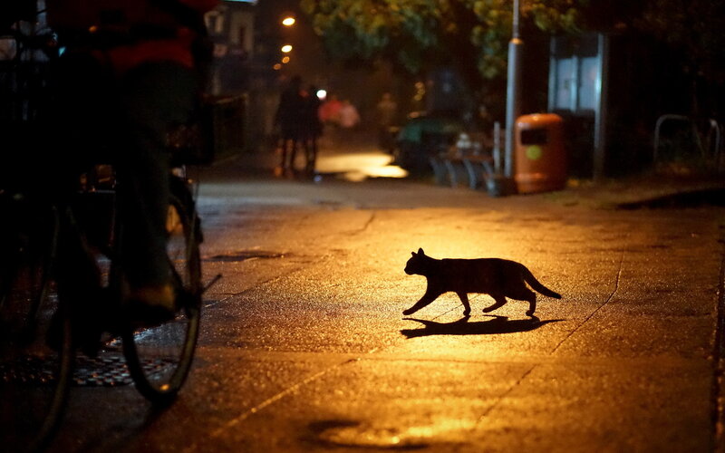 Silhouette of Cat Walking
