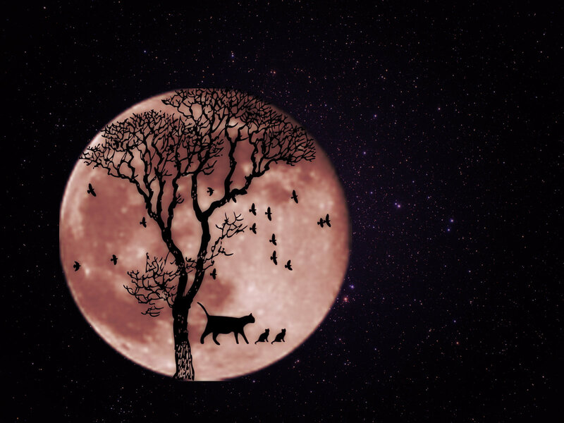 Silhouette of Cats and Tree