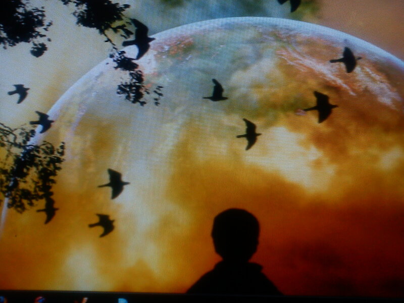 Silhouette of Child Watching Birds