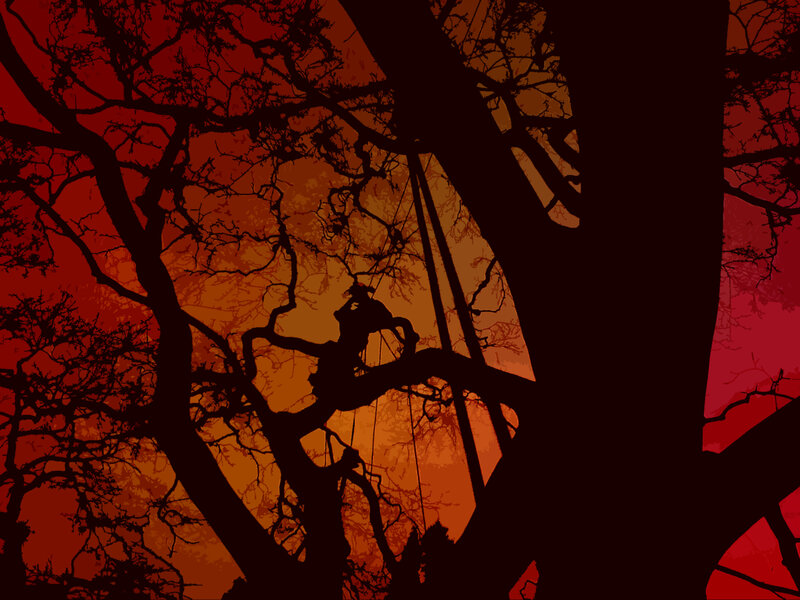 Silhouette of climber in tree