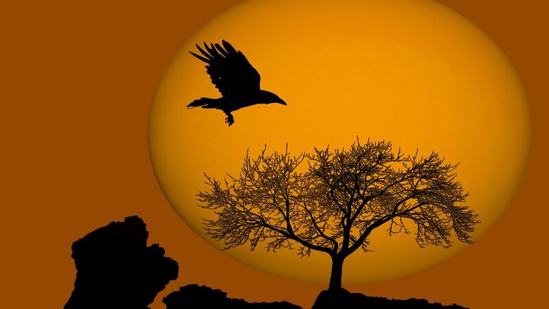 Silhouette of crow and tree at sunset