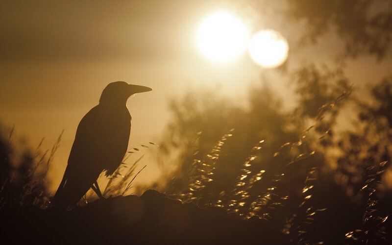 silhouette of crow at sunset