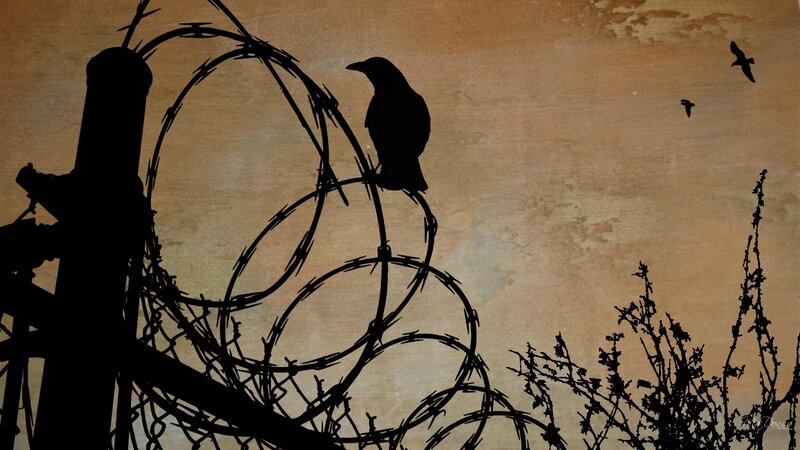 Silhouette of crow on barbed wire