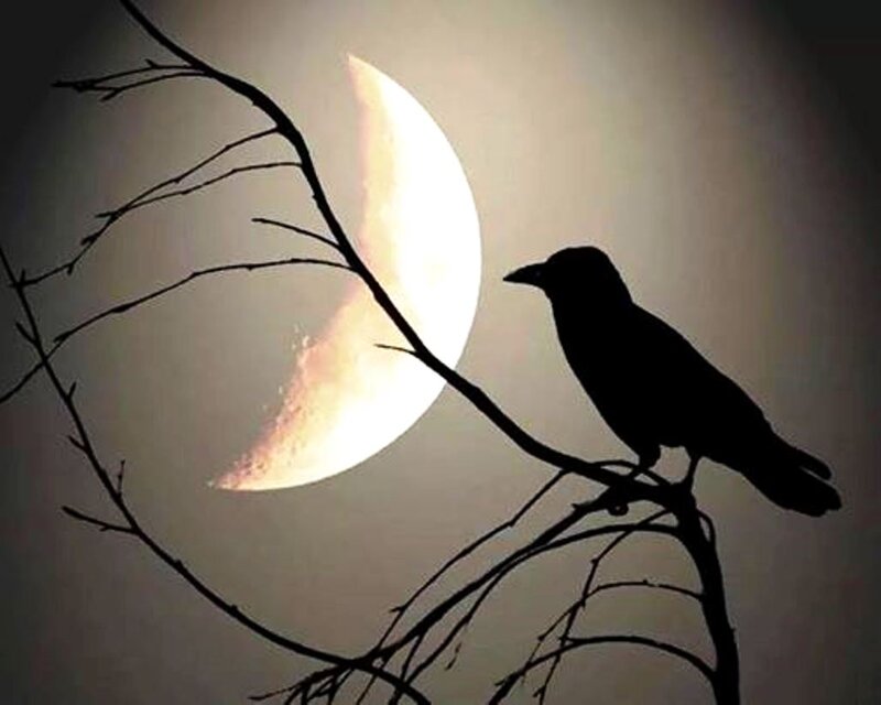 Silhouette of Crow on Branch