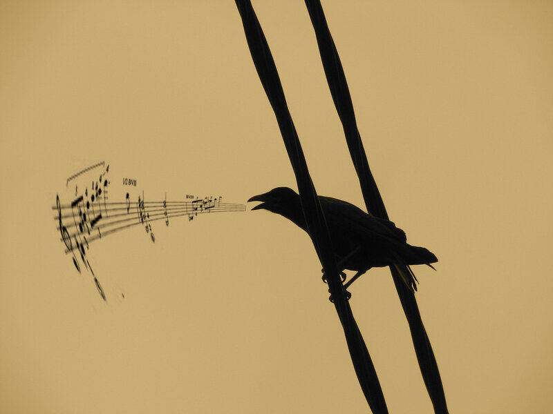 Silhouette of Crow