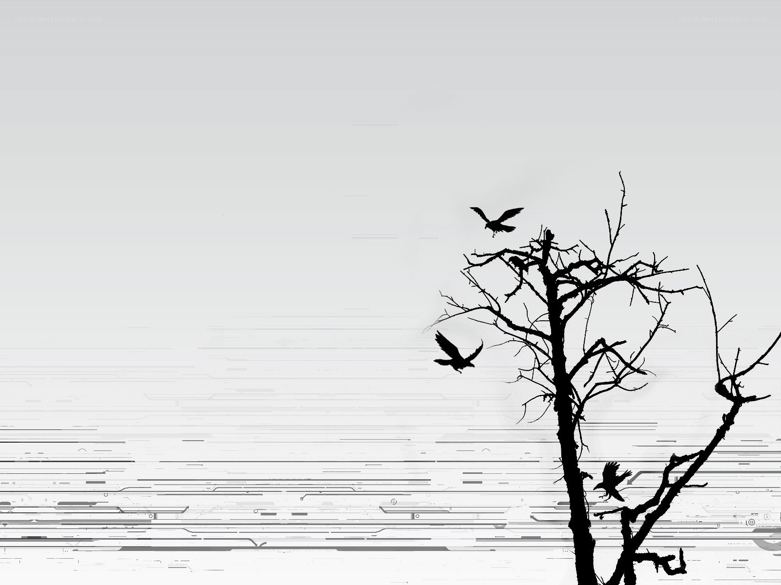Silhouette of crows on a bare tree