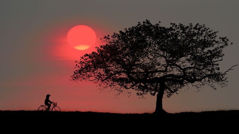 Silhouette of Cyclist and Tree