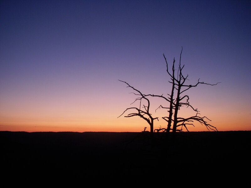 Silhouette of dead tree at sunset