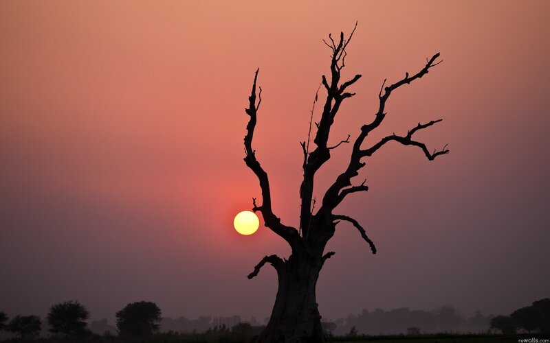 Silhouette of dead tree at sunset