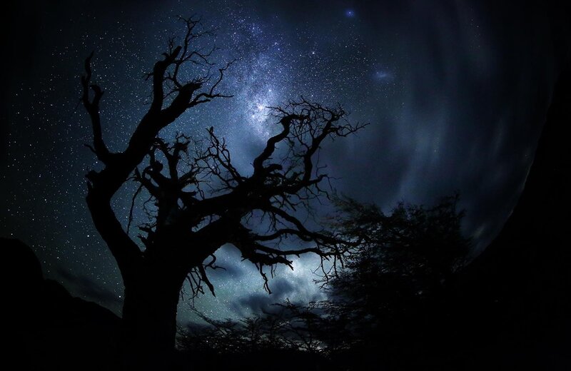 Silhouette of Dead Tree — Black, Dramatic