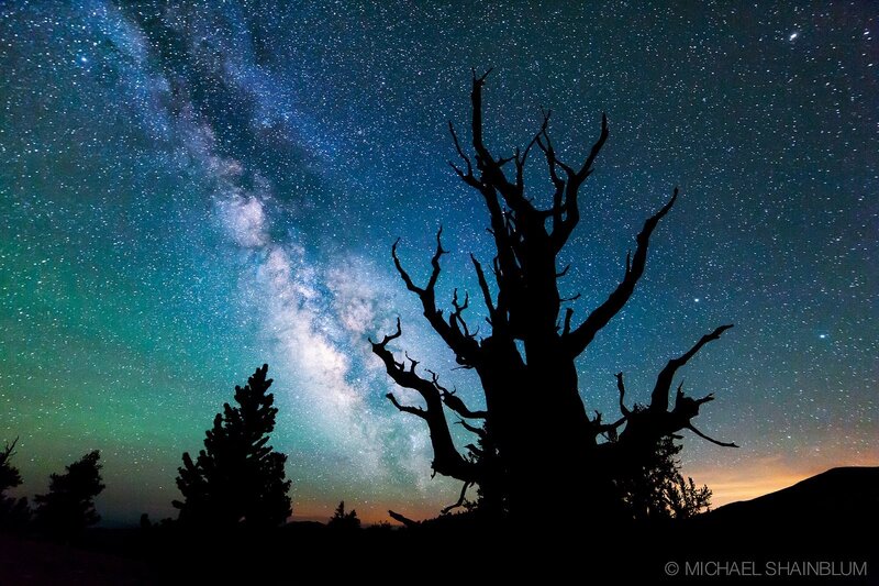 Silhouette of Dead Tree — Black, Serene, Night