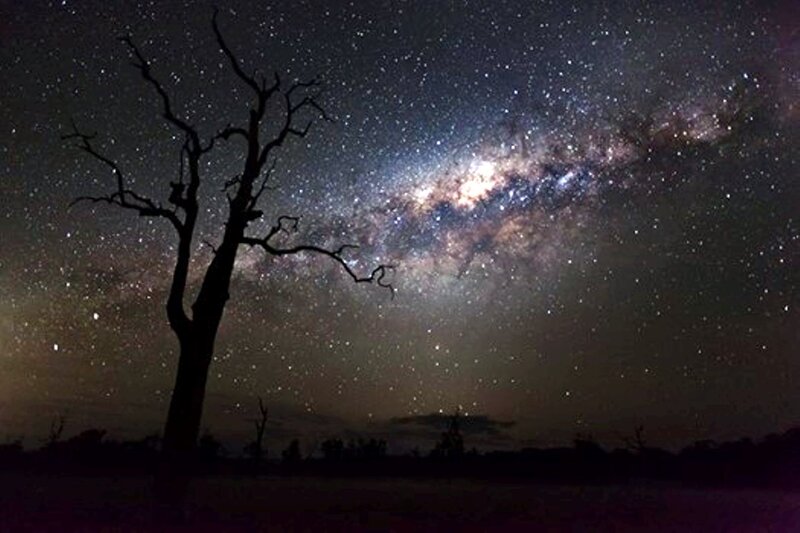 Silhouette of Dead Tree — Black, Serene