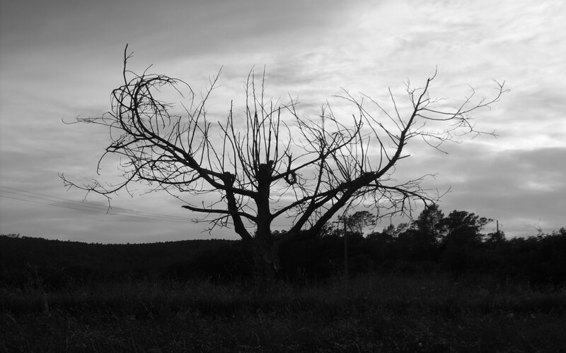 Silhouette of Dead Tree — Black