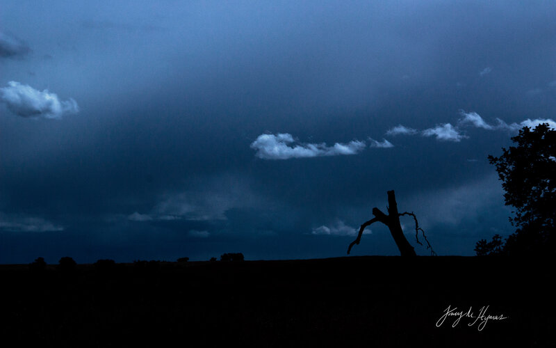 Silhouette of Dead Tree — Blue, Dramatic, Night