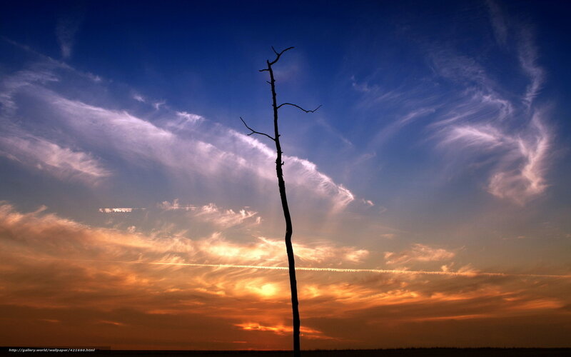 Silhouette of Dead Tree — Blue, Dramatic, Sunset, Photograph