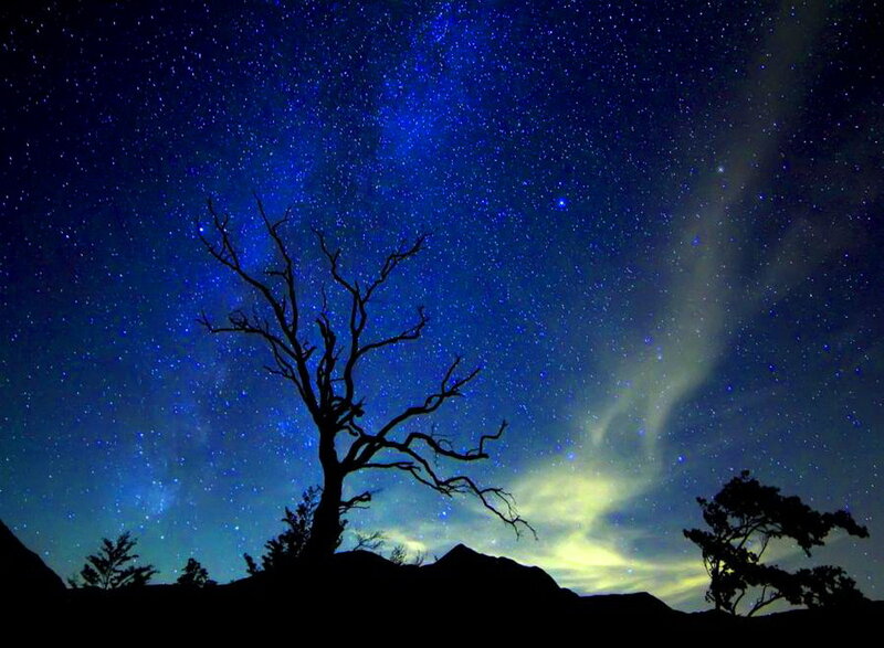 Silhouette of Dead Tree — Blue, Serene, Night