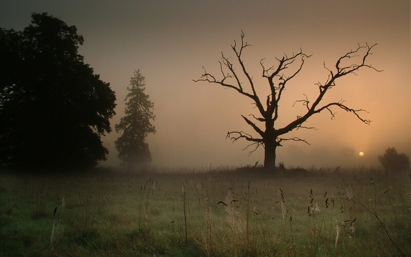 Silhouette of Dead Tree — Brown