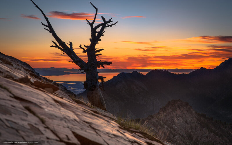 Silhouette of Dead Tree — Orange, Dramatic, Sunset, Photograph, Mountains