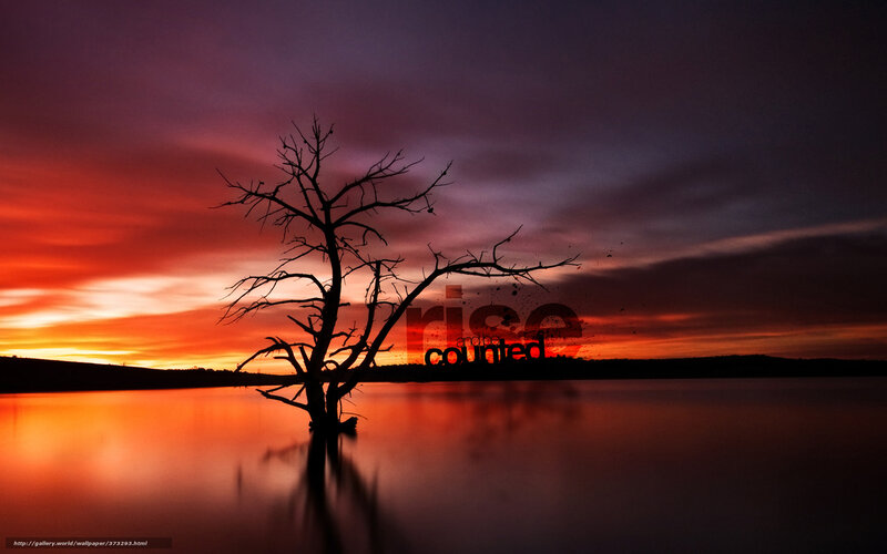 Silhouette of Dead Tree — Orange, Dramatic, Sunset, Photograph, Sky
