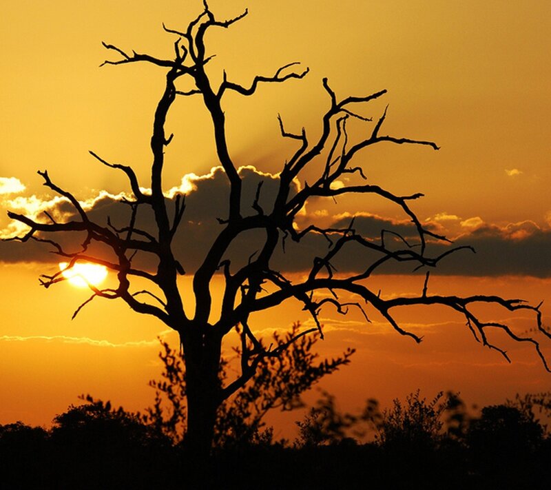 Silhouette of Dead Tree — Orange, Dramatic, Sunset, Photograph, Sun