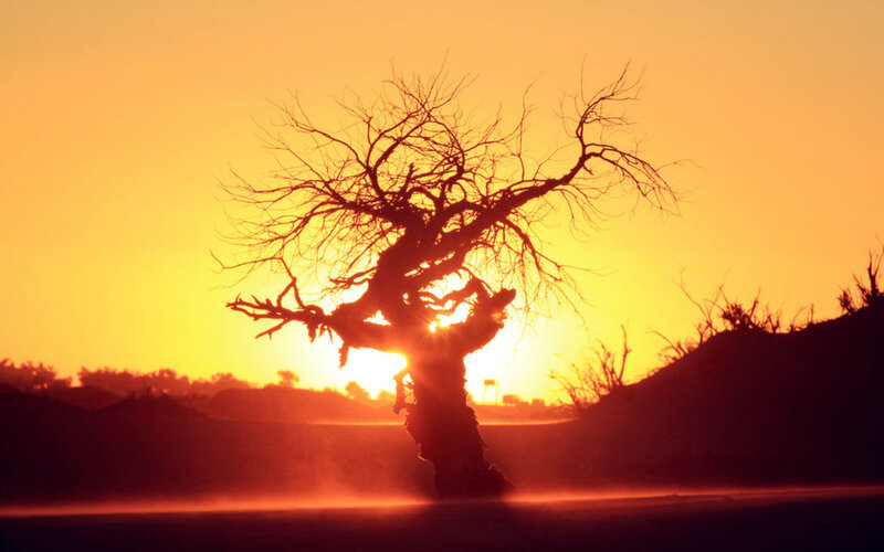 Silhouette of Dead Tree — Orange, Dramatic, Sunset