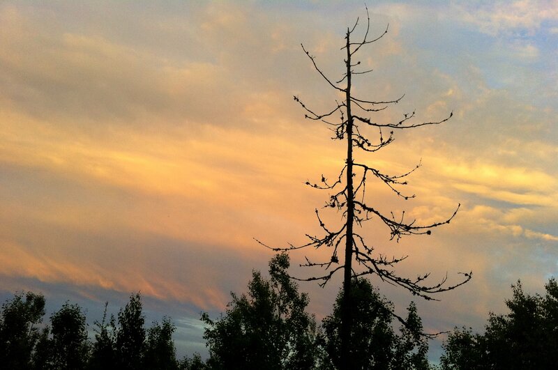 Silhouette of Dead Tree — Orange