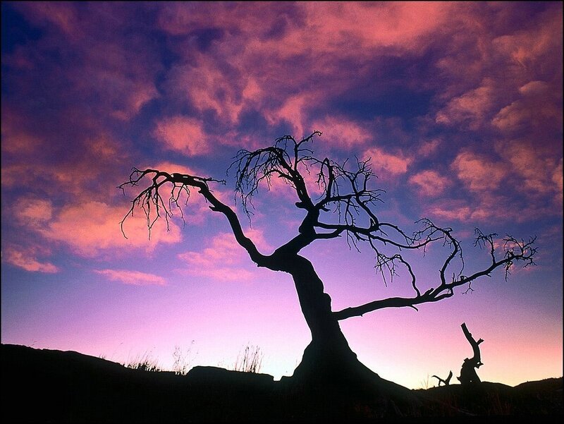 Silhouette of Dead Tree — Purple, Dramatic, Sunset, Photograph, Sky, Clouds, Hill, Pink