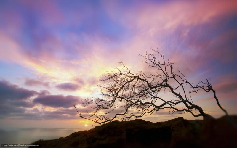 Silhouette of Dead Tree — Purple, Dramatic, Sunset, Photograph, Sky