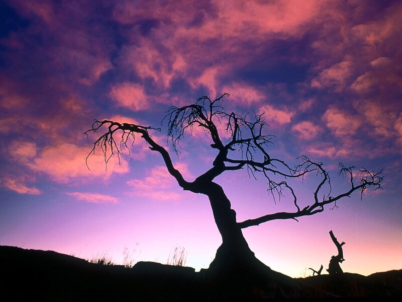 Silhouette of Dead Tree — Purple, Dramatic, Sunset, Photograph