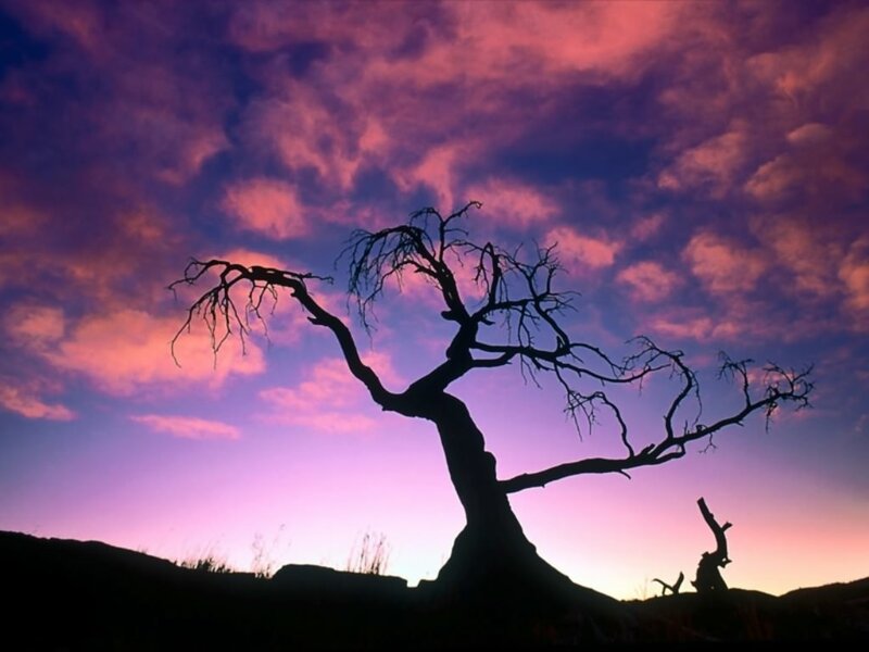 Silhouette of Dead Tree — Purple, Dramatic
