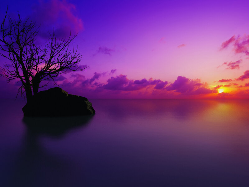 Silhouette of Dead Tree — Purple