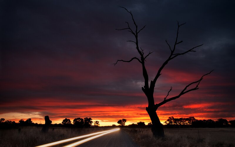 Silhouette of Dead Tree — Red, Dramatic, Sunset, Photograph, Road