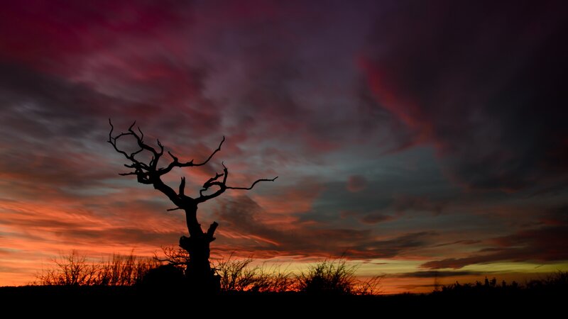 Silhouette of Dead Tree — Red, Dramatic, Sunset