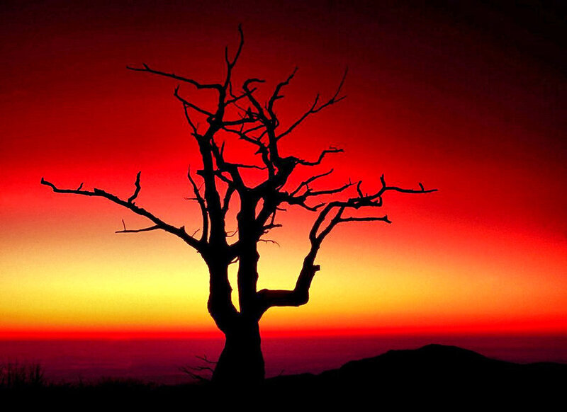 Silhouette of Dead Tree — Red
