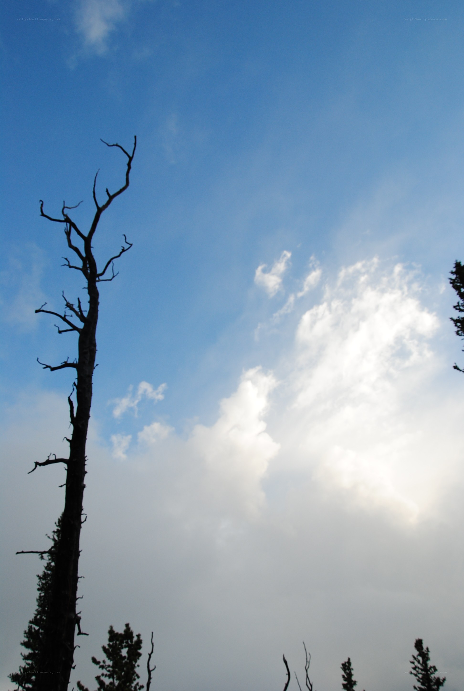 silhouette of dead tree