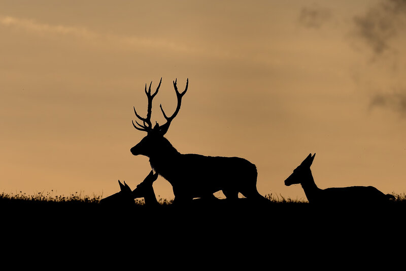 Silhouette of Deer