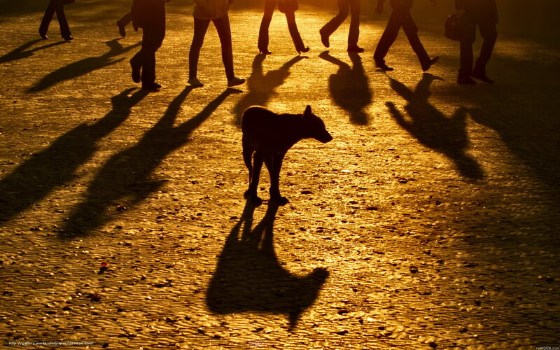 Silhouette of dog and people