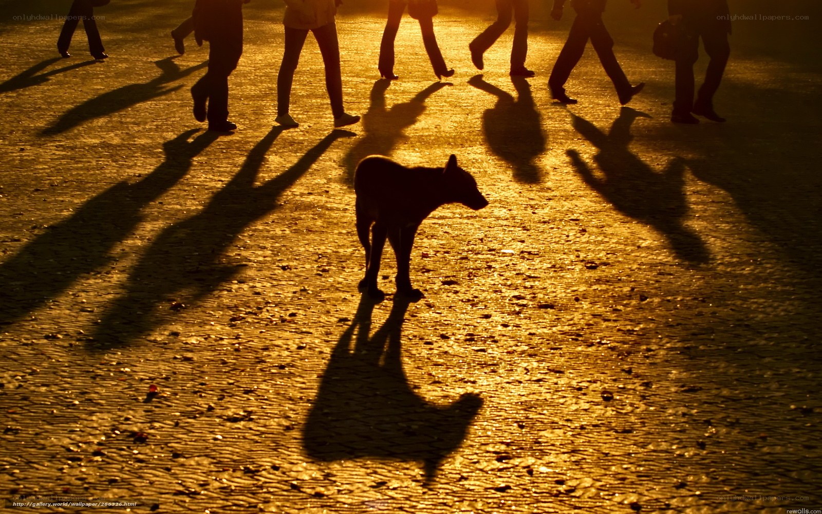 Silhouette of dog and people