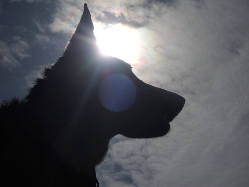 Silhouette of Dog Head