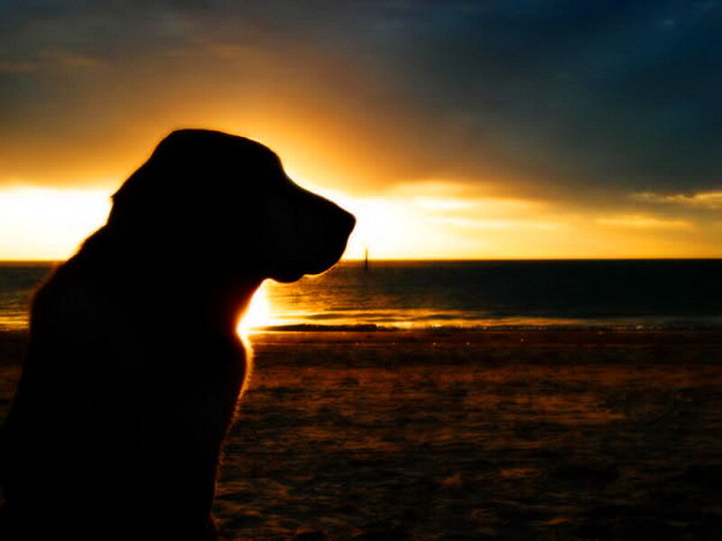 Silhouette of Dog on Beach — Orange
