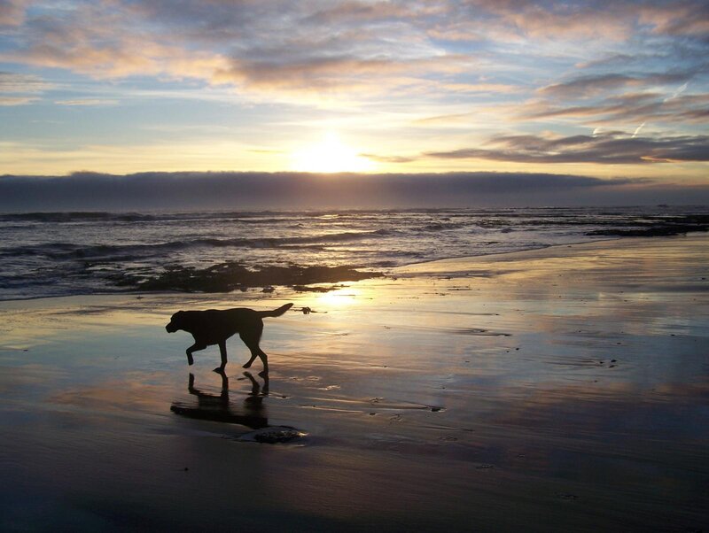 Silhouette of Dog on Beach